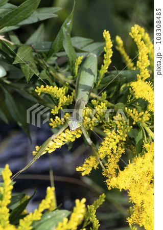 オオカマキリ オオカマキリ 108308485