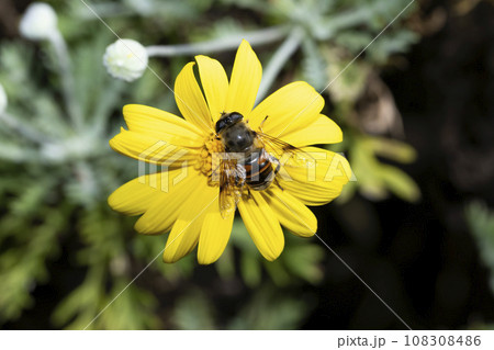 オオハナアブ オオハナアブ 108308486
