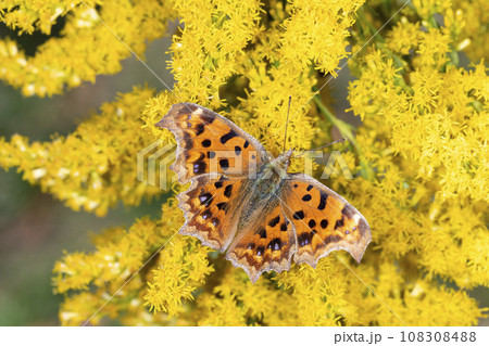 キタテハ 108308488