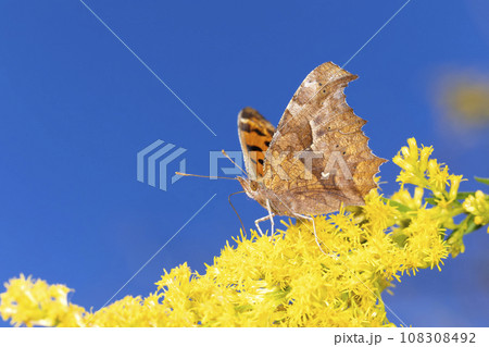 キタテハ 108308492