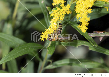 キンケハラナガツチバチ キンケハラナガツチバチ 108308495