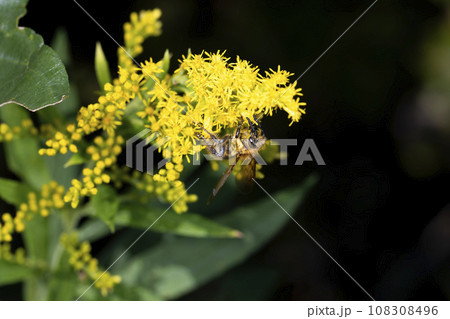 キンケハラナガツチバチ キンケハラナガツチバチ 108308496