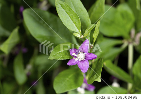 クコの花 108308498