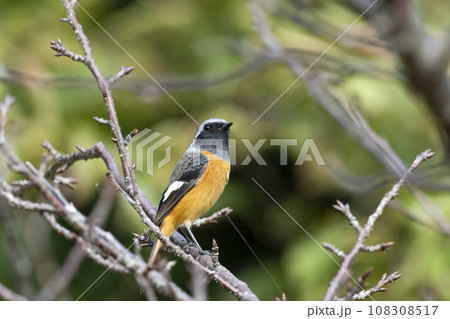 ジョウビタキ 108308517