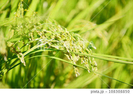 まだ青い稲穂たち オールドレンズ撮影 まだ青い稲穂たち オールドレンズ撮影 108308850