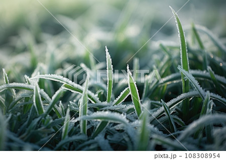 Frozen green grass, grass covered with frost in winter. 108308954