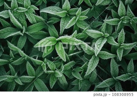 Green leaves of plants covered with frost 108308955