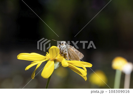 チャバネセセリ 108309016