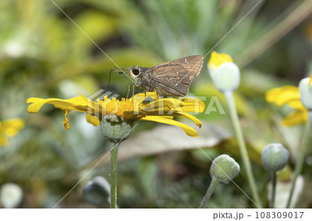 チャバネセセリ 108309017