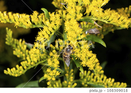 ニホンミツバチ 108309018
