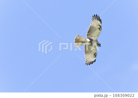 ノスリ ノスリ 108309022