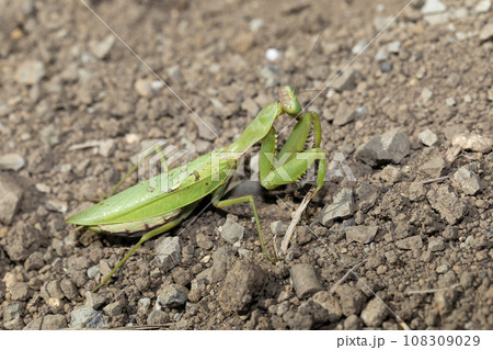 ハラビロカマキリ ハラビロカマキリ 108309029