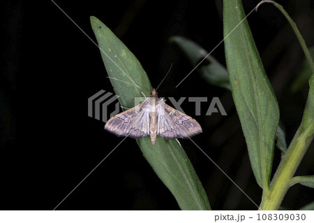 マメノメイガ マメノメイガ 108309030