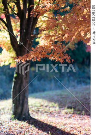 秋の紅葉した木々 秋の紅葉した木々 108309389