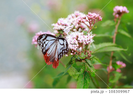 アサギマダラ 108309967