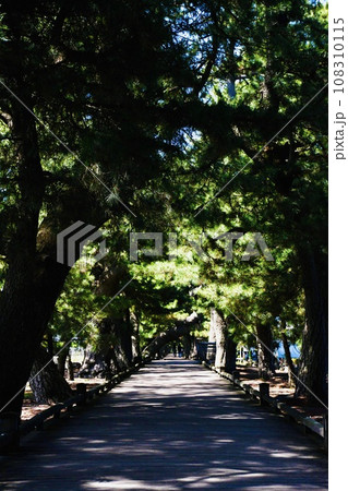 新緑に包まれた三保の松原の散歩道 108310115