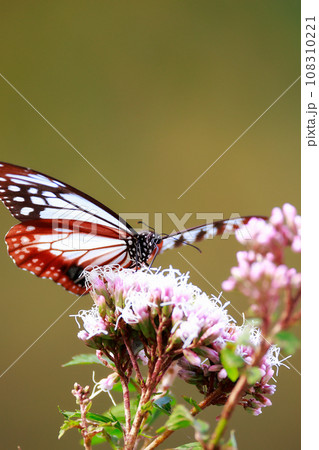 アサギマダラ 108310221