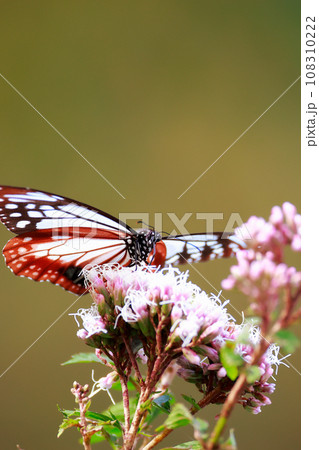 アサギマダラ 108310222