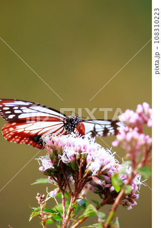 アサギマダラ アサギマダラ 108310223