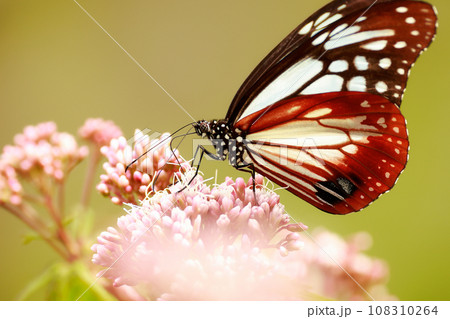 アサギマダラ 108310264