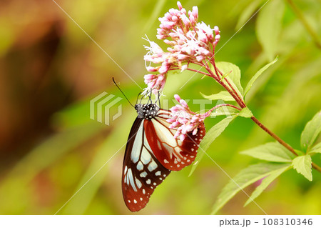 アサギマダラ アサギマダラ 108310346
