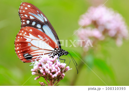 アサギマダラ 108310393
