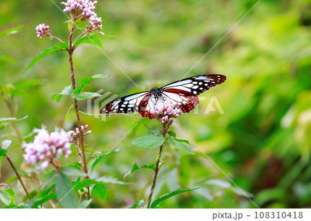 アサギマダラ アサギマダラ 108310418