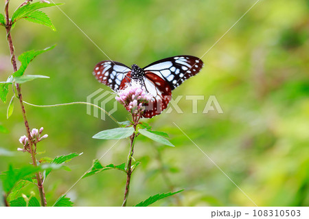 飛来するアサギマダラ 108310503