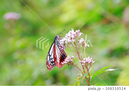 飛来するアサギマダラ 108310514
