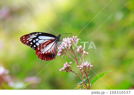 飛来するアサギマダラ 飛来するアサギマダラ 108310537