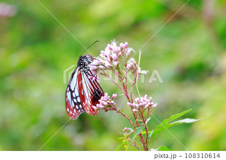 飛来するアサギマダラ 108310614