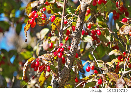 赤いサンシュユの実（秋、十月） 108310739