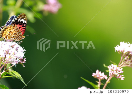 ヒメアカタテハの成虫 ヒメアカタテハの成虫 108310979