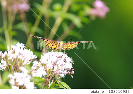 ヒメアカタテハの成虫 ヒメアカタテハの成虫 108310982