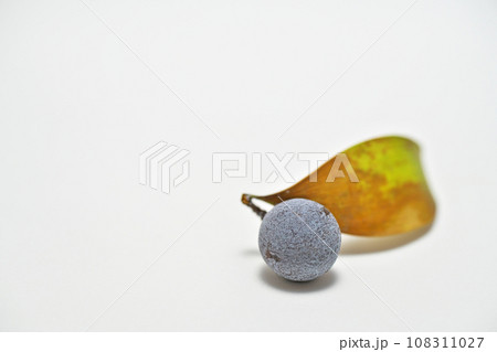 白い粉に包まれたナギの実(白背景(秋、十月) 白い粉に包まれたナギの実(白背景(秋、十月) 108311027