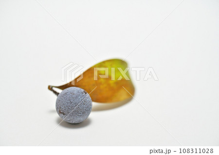 白い粉に包まれたナギの実（白背景（秋、十月） 108311028