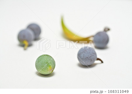 白い粉に包まれたナギの実（白背景（秋、十月） 108311049