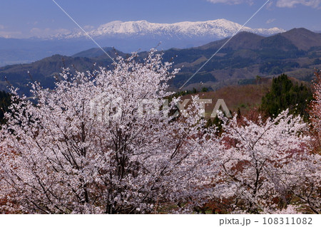 福島県耶麻郡北塩原村大塩 裏磐梯の峠一面を覆う桜峠の満開のオオヤマザクラと冠雪した飯豊連峰の景色 福島県耶麻郡北塩原村大塩 裏磐梯の峠一面を覆う桜峠の満開のオオヤマザクラと冠雪した飯豊連峰の景色 108311082