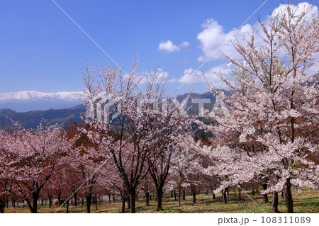 福島県耶麻郡北塩原村大塩　裏磐梯の峠一面を覆う桜峠の満開のオオヤマザクラと冠雪した飯豊連峰の景色 108311089