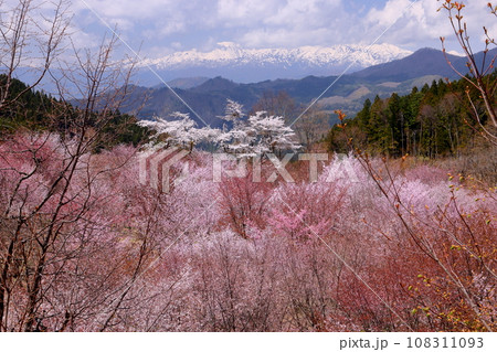 福島県耶麻郡北塩原村大塩　裏磐梯の峠一面を覆う桜峠の満開のオオヤマザクラと冠雪した飯豊連峰の景色 108311093
