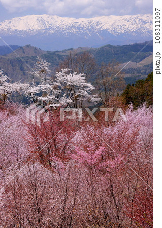 福島県耶麻郡北塩原村大塩　裏磐梯の峠一面を覆う桜峠の満開のオオヤマザクラと冠雪した飯豊連峰の景色 108311097