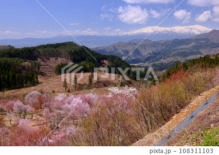福島県耶麻郡北塩原村大塩　裏磐梯の峠一面を覆う桜峠の満開のオオヤマザクラと冠雪した飯豊連峰の景色 108311103