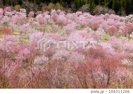 福島県耶麻郡北塩原村大塩　裏磐梯の峠斜面一面を覆う桜峠の満開のオオヤマザクラ 108311206