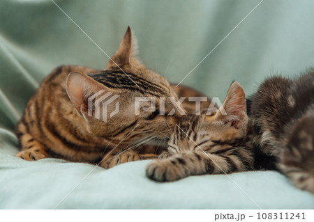 Bengal mother-cat washes her little kittens Bengal mother-cat washes her little kittens 108311241