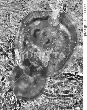 Beautiful real slime jellyfish swims among stones in clean glass transparent sea 108311433