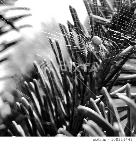 Photography to theme big tabby spider on dew web Photography to theme big tabby spider on dew web 108311445