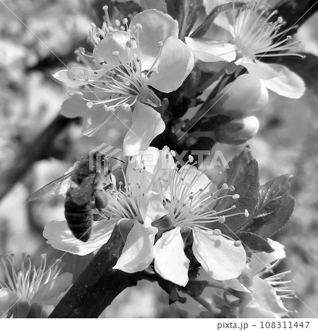 Winged bee slowly flies to the plant, collect nectar for honey 108311447