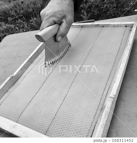 Winged bee slowly flies to honeycomb collect nectar 108311452