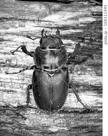 Male stag beetle with long and sharp jaws Male stag beetle with long and sharp jaws 108311495