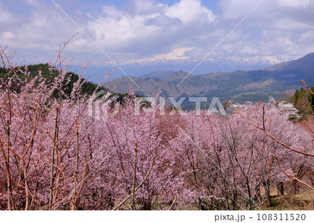 福島県耶麻郡北塩原村大塩 裏磐梯の峠一面を覆う桜峠の満開のオオヤマザクラと冠雪した飯豊連峰の景色 福島県耶麻郡北塩原村大塩 裏磐梯の峠一面を覆う桜峠の満開のオオヤマザクラと冠雪した飯豊連峰の景色 108311520
